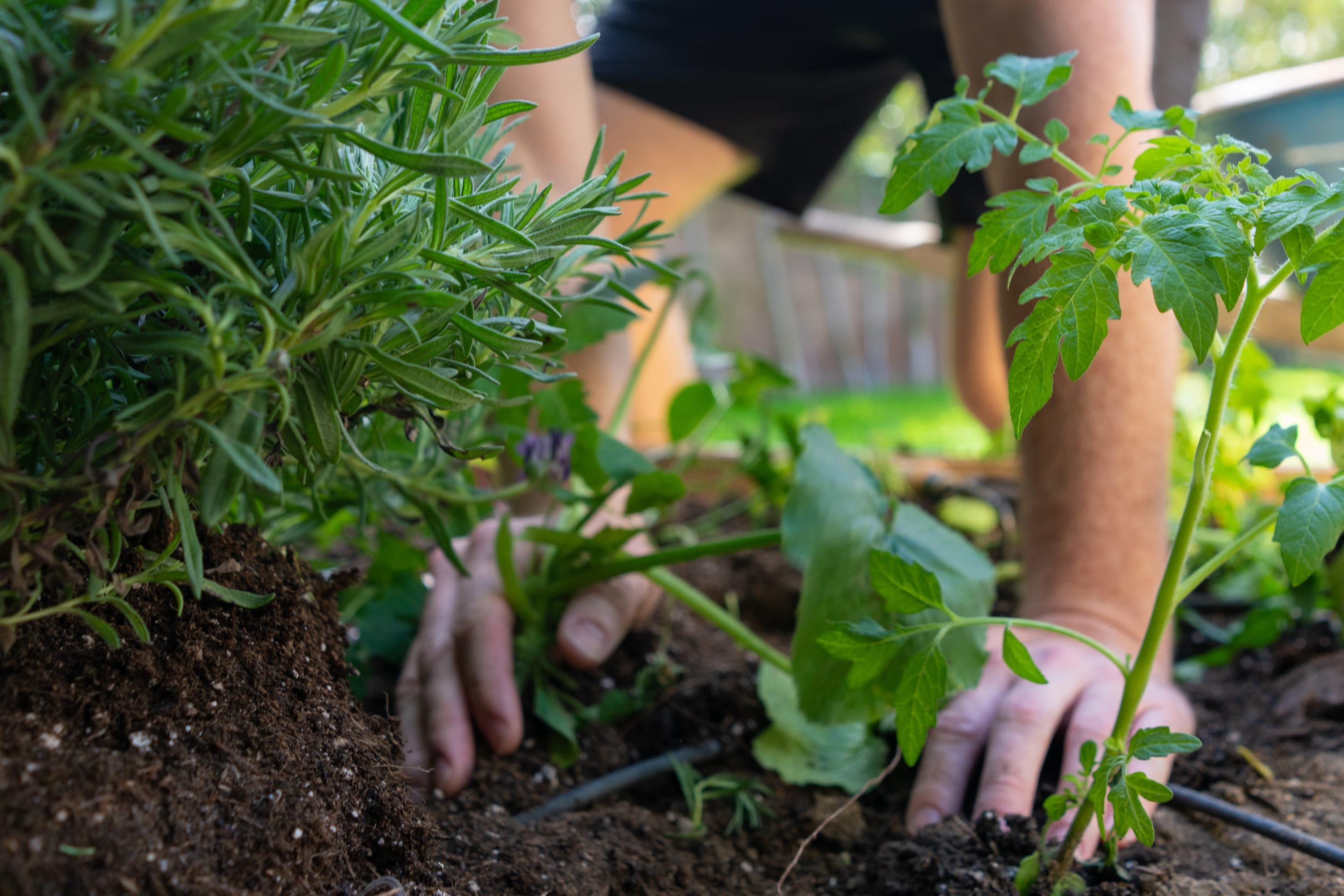 Mid-Summer Gardening Tips